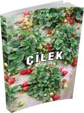 Çilek