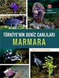 Marmara - Türkiye'nin Deniz Canlıları