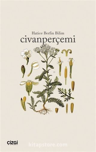 Civanperçemi
