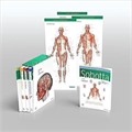 Sobotta Atlas Of Anatomy, 4 Volume Set  17th Ed., English/latin