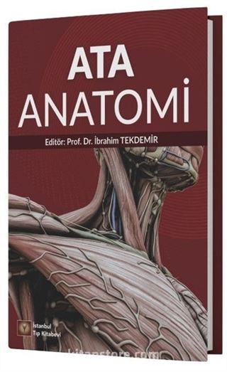 Ata Anatomi
