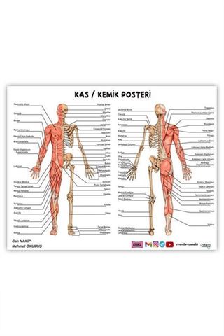 2024 ÖABT Beden Eğitimi Öğretmenliği Kas-Kemik Posteri
